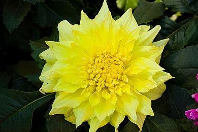 《四海兄弟：故乡》预告泄露 2025年夏季发售，登陆PC Steam和主机